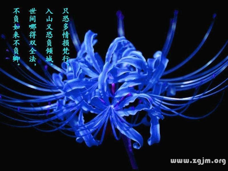 曼陀罗花的花语