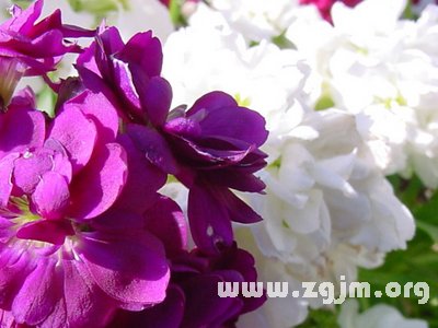 冬紫罗花语
