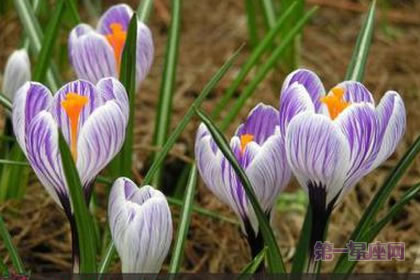 3月12日花语：沙洲蕃红花，生日花语权威