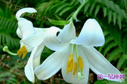 7月2日花语：圣母百合花，生日花语清纯