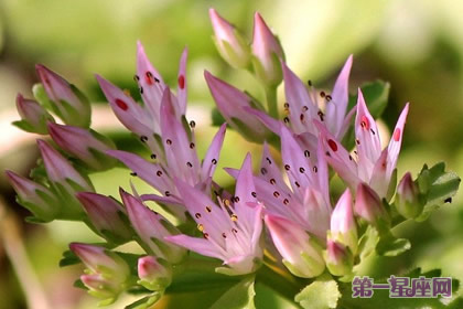 9月1日花语:弁庆草,生日花语积蓄