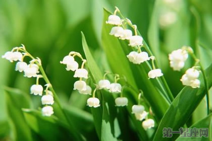 铃兰花花语：当幸福来敲门