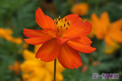 不常见的花与花语：硫华菊的花语