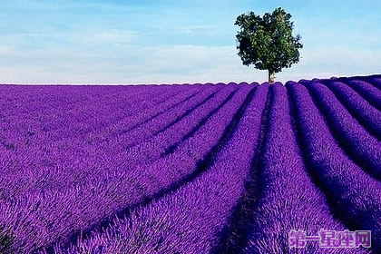 各种花的花语：香水草花语是什么？