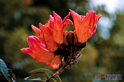 加蓬的国花是什么?是火焰树吗?