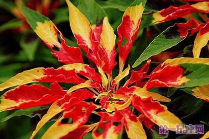 花语传说：雁来红的花语是什么？