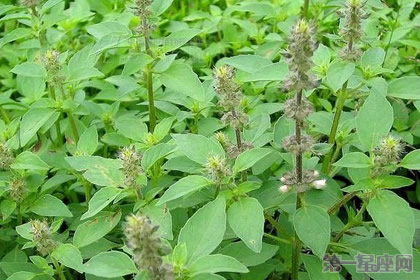 罗勒的花语是什么