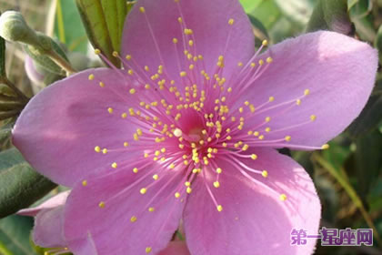 不常见的花与花语:桃金娘的花语是什么?