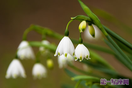 花语:雪花莲,生日花语变节