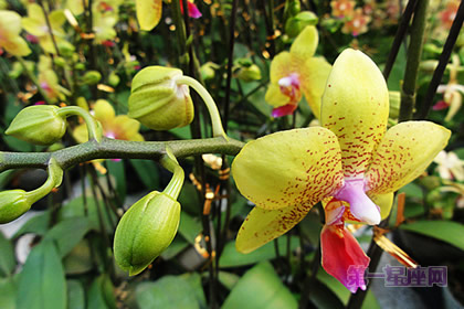 黄色蝴蝶兰：事业发达、生意兴隆